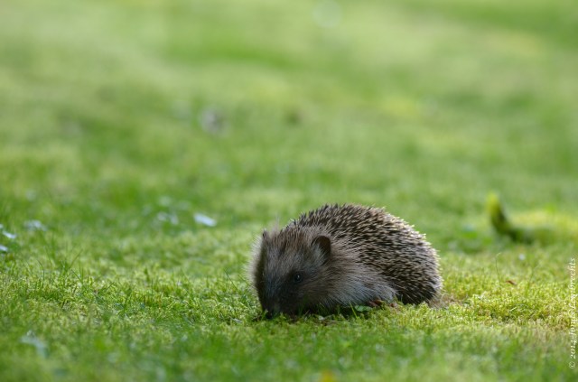 Hedgehog in grass
