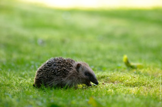Hedgehog