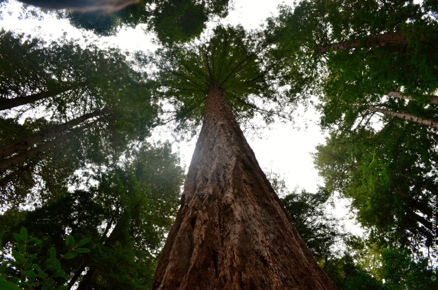 Large coastal redwood 