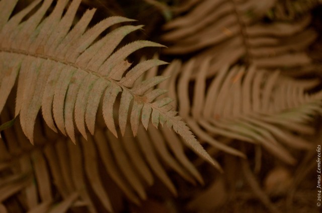 Dusty fern