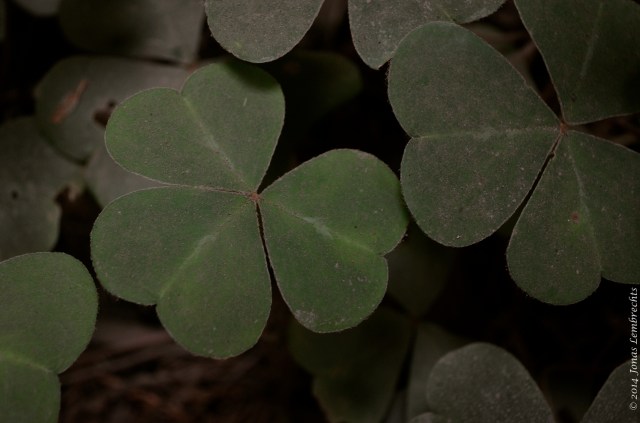 Understory vegetation