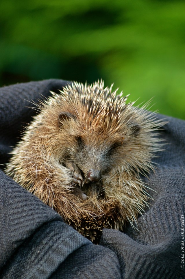 Hedgehog rolled in a ball