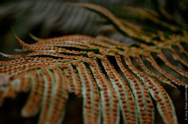 Fern with spores