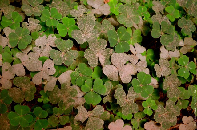 Clover understory