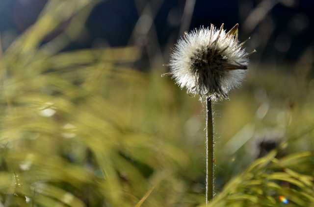 Autumn plants