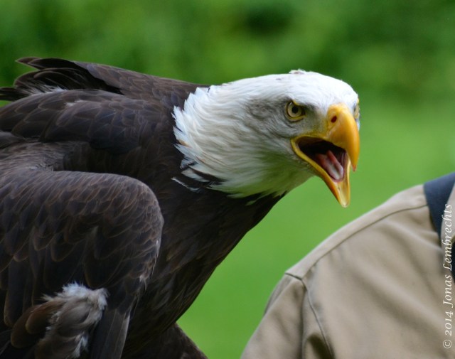 American bald eagle