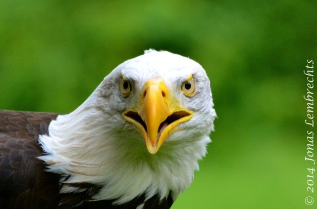 American bald eagle