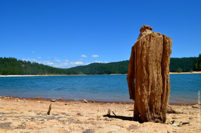 Drought and tree stump