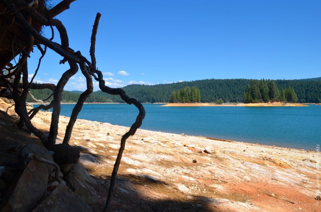 Tree roots and dry lake
