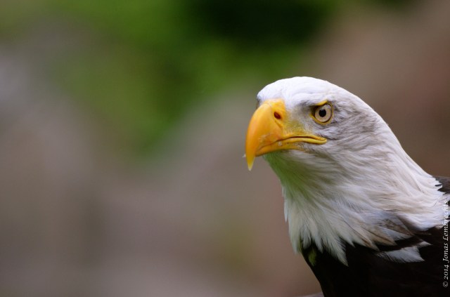 American bald eagle