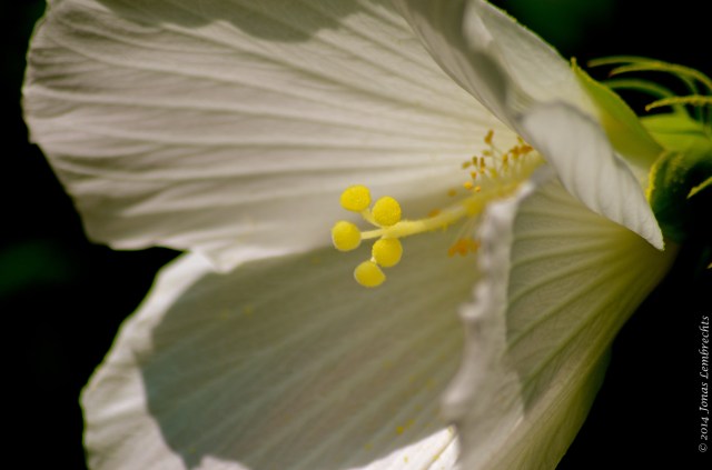 Close-up of swamp rose mallow