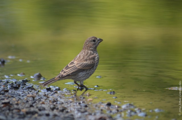 Female finch drinking