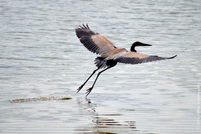 Heron on the lake at John Heinz