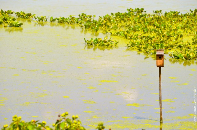 Bird house in marsh