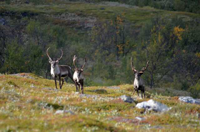 Reindeer with massive antlers