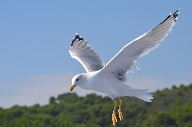 Hovering gull