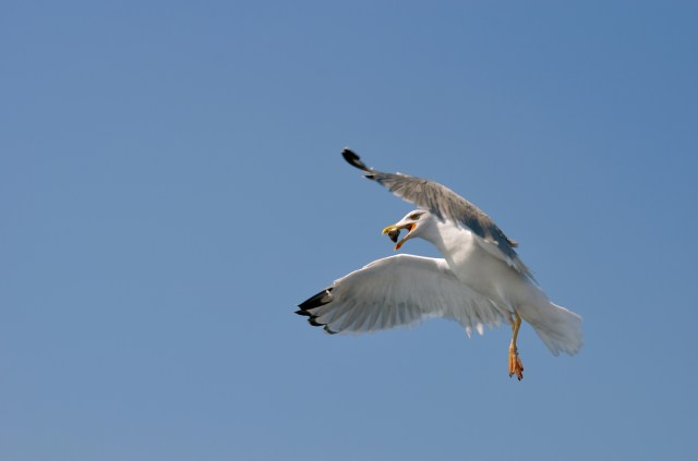 Gull catching fish mid-air
