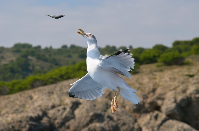 Gull diving for fish