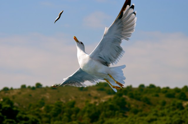 Gull catching fish