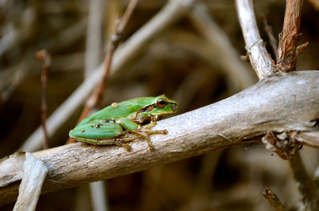 Mediterranean tree frog