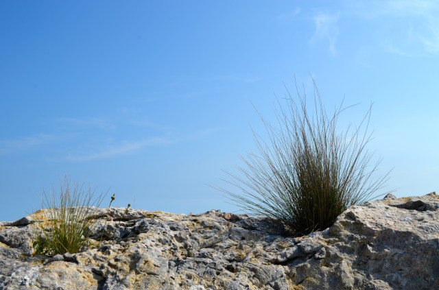 Dry mountain vegetation