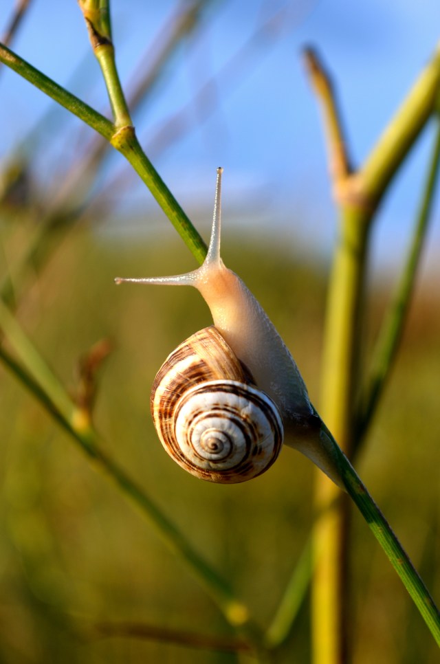 Slow and steady snail