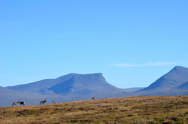 Reindeer and Lapporten