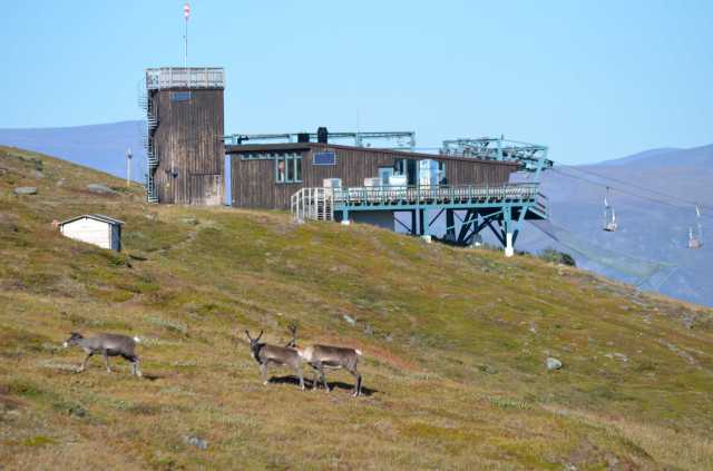 Reindeer and chairlift