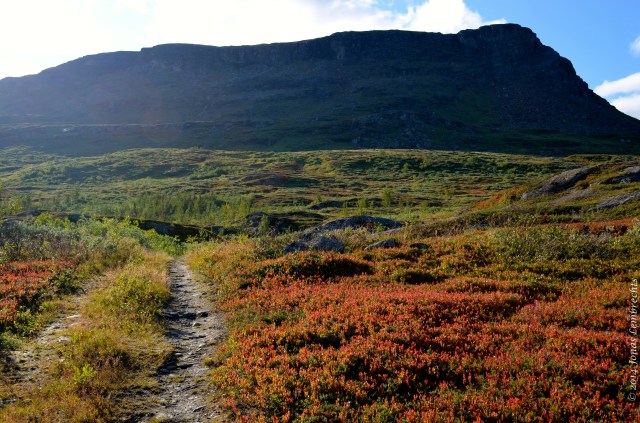 Hiking track through autumn tundra