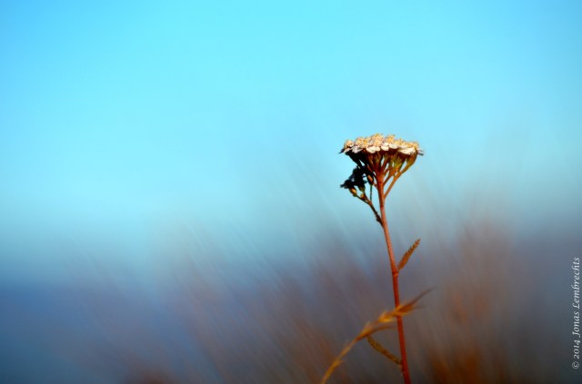 Achillea flowers
