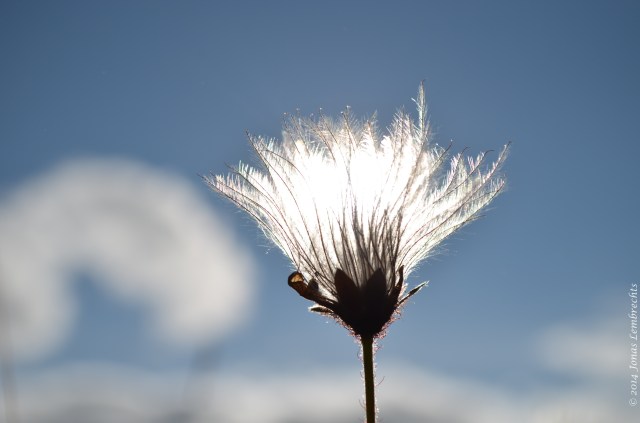 Seeds against the sun