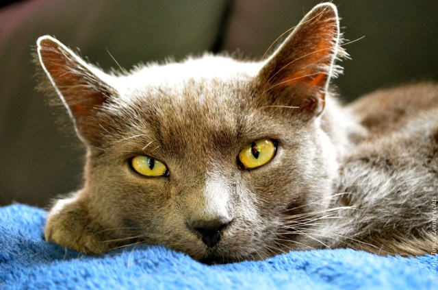 Cat resting on blue blanket