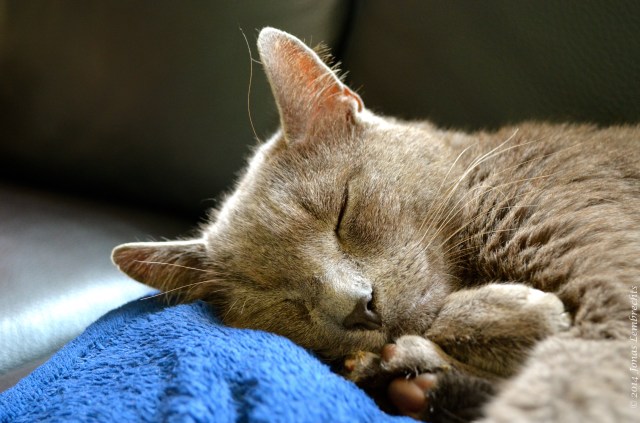 Cat sleeping on blue blanket