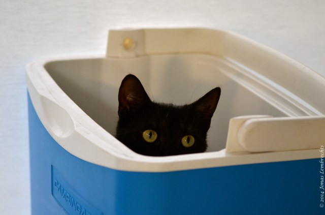Black cat hiding in cooler