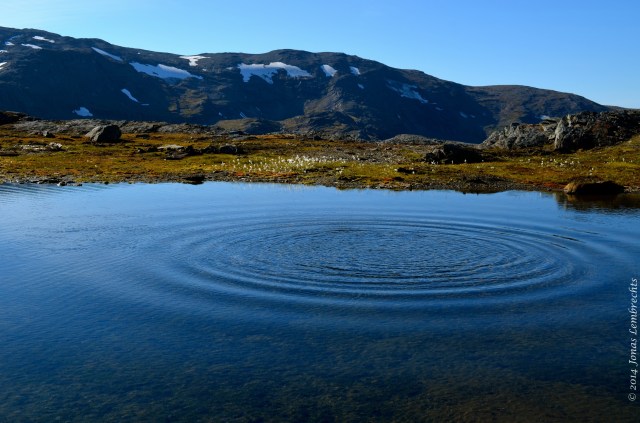 Disturbance in a silent pool
