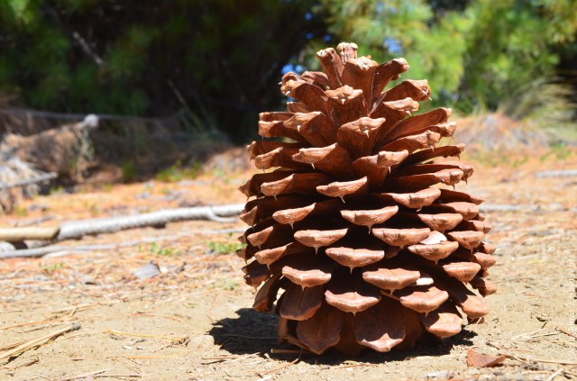 Pine cone
