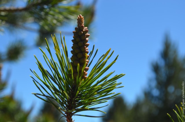 Pine tree