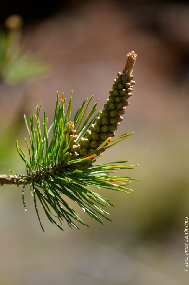 Pine tree Argentina