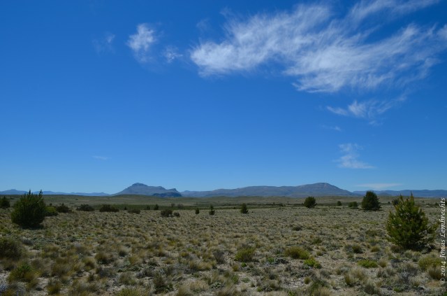 Steppe with pine encroachment