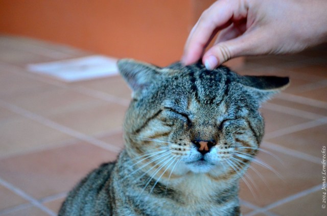 Well-deserved cat-massage