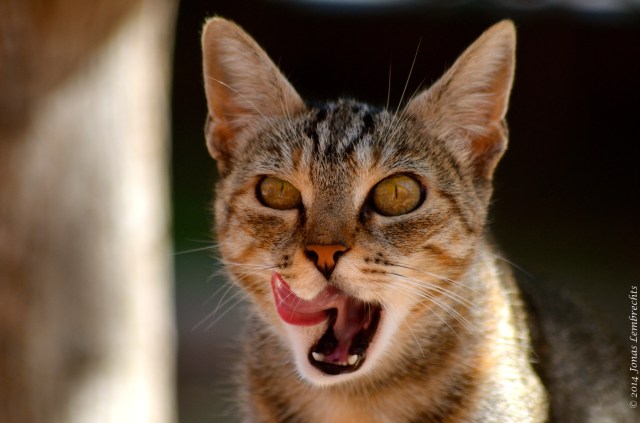 Spanish feral cat