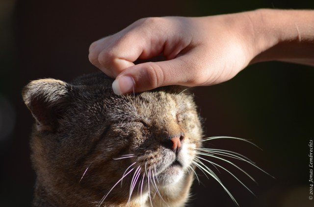 Cat enjoying the petting