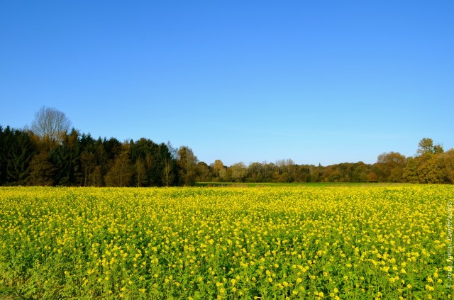 Mustard on field