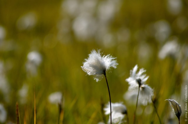 Cotton grass (Eriophorum vaginatum) in a meadow
