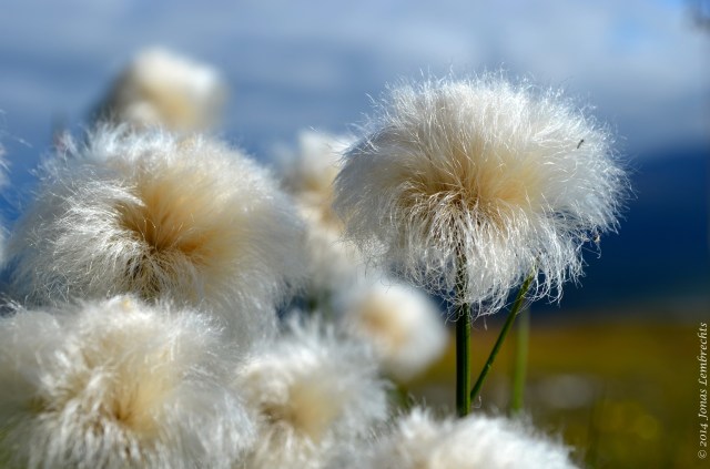 Eriophorum heads