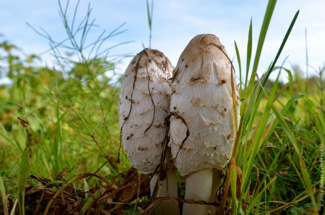 Mushrooms in meadow