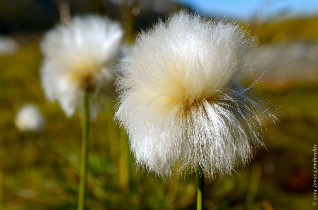 Cotton grass head