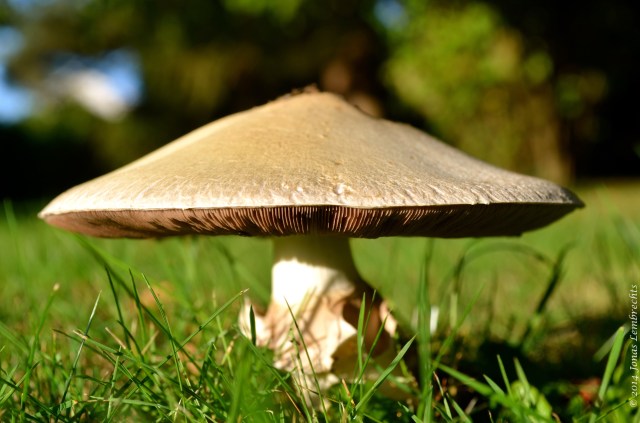 Large mushroom in lawn