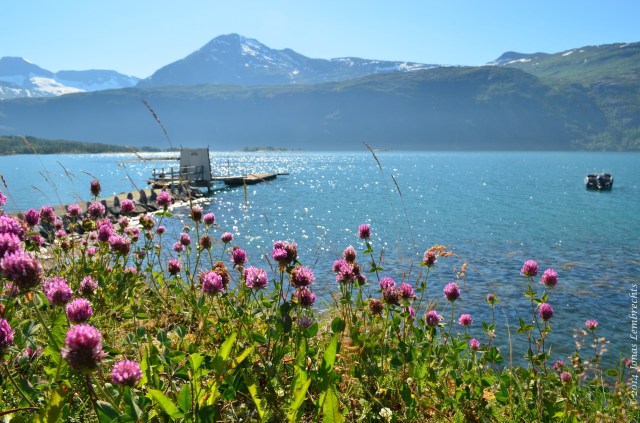 Invasive red clover along a fjord in northern Norway
