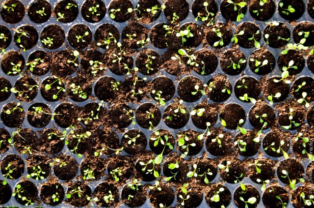 Plant seedlings in plant tray